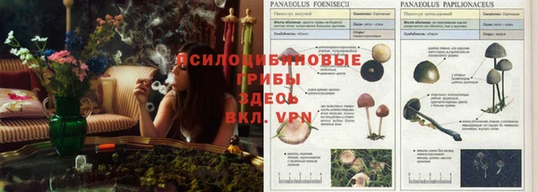 шишки Алзамай